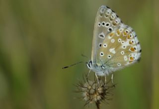 okgzl Gk Mavisi (Polyommatus bellargus)