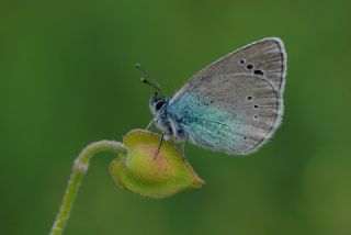Karagz Mavisi (Glaucopsyche alexis)