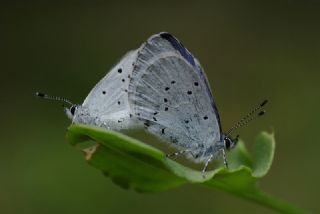 Kutsal Mavi (Celastrina argiolus)