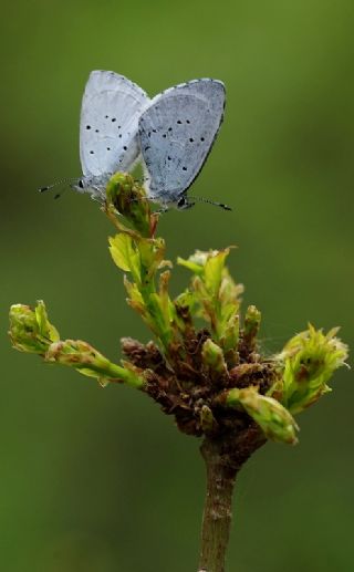 Kutsal Mavi (Celastrina argiolus)