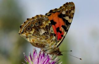 Diken Kelebei (Vanessa cardui)