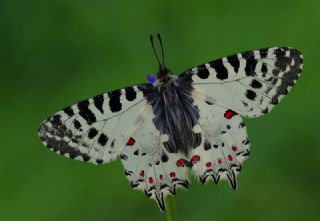 Orman Fistosu (Allancastria  cerisyi)