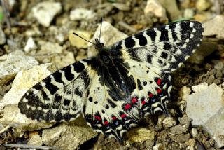 Orman Fistosu (Allancastria  cerisyi)