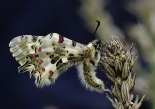 Orman Fistosu (Allancastria  cerisyi)