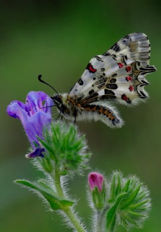 Orman Fistosu (Allancastria  cerisyi)