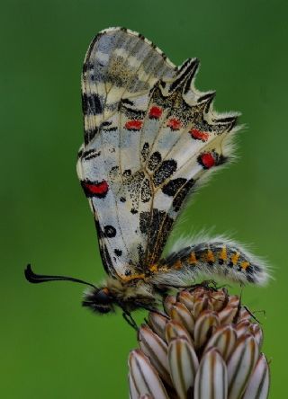 Orman Fistosu (Allancastria  cerisyi)