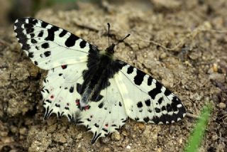 Orman Fistosu (Allancastria  cerisyi)