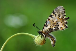 Orman Fistosu (Allancastria  cerisyi)