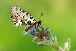 Orman Fistosu (Allancastria  cerisyi)