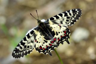 Orman Fistosu (Allancastria  cerisyi)