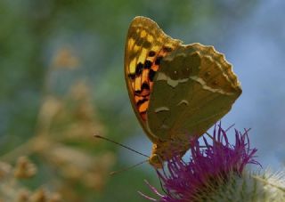 Bahadr (Argynnis pandora)