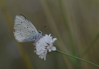 okgzl Anadolu Beyaz (Polyommatus menalcas)