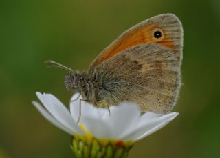 Kk Zpzp Perisi (Coenonympha pamphilus)