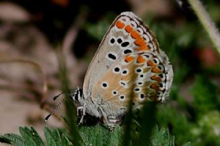 okgzl Esmer (Aricia agestis)