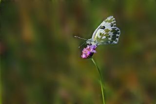 Yeni Beneklimelek (Pontia edusa)