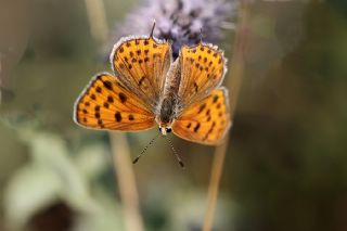 Kk Ate Gzeli (Lycaena thersamon)