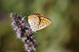 Kk Ate Gzeli (Lycaena thersamon)