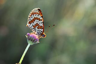 Pironiya (Pyronia tithonus)