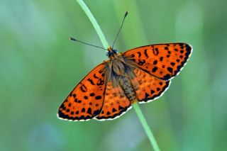 Benekli parhan (Melitaea didyma)