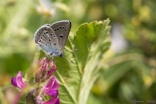 okgzl Geranium Mavisi (Aricia eumedon)