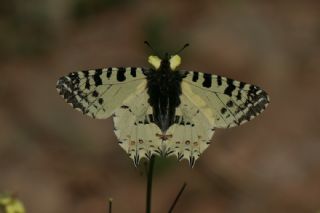Step Fistosu&nbsp;(Allancastria &nbsp;deyrollei)