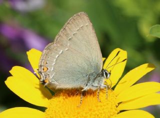 Minik Sevbeni (Satyrium acaciae)