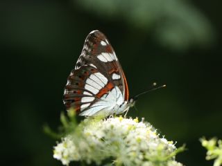 Akdeniz Hanmeli Kelebei (Limenitis reducta)