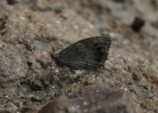 Aa Karamelei (Hipparchia statilinus)