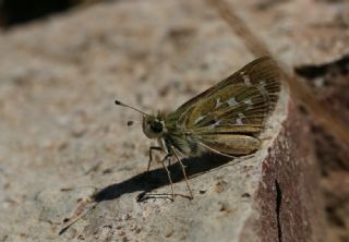 Gm Benekli Zpzp (Hesperia comma)