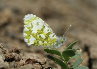 Step Ssls (Anthocharis gruneri)