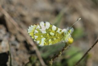 Step Ssls (Anthocharis gruneri)