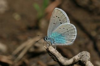 okgzl Rus Mavisi (Polyommatus coelestina)