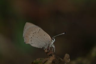 Benekli Bakr Gzeli (Lycaena phlaeas)