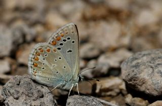 okgzl Torul Mavisi (Aricia torulensis)