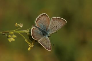 okgzl Balkan Mavisi (Aricia anteros )