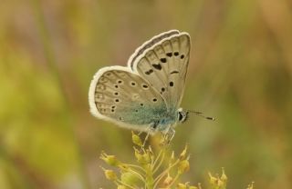 okgzl Edon Mavisi (Polyommatus aedon)