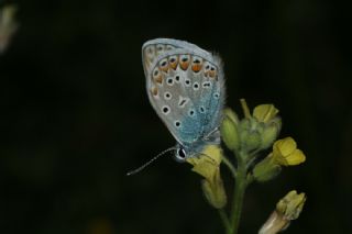 okgzl Mavi (Polyommatus icarus)