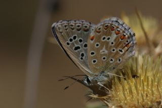 okgzl Gk Mavisi (Polyommatus bellargus)