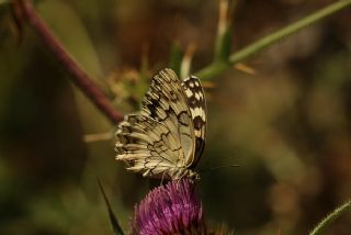 Anadolu Melikesi (Melanargia larissa)