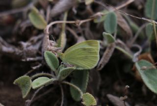 Kk Beyazmelek (Pieris rapae)