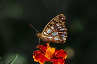 spanyol Kraliesi (Issoria lathonia)