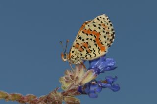 Benekli parhan (Melitaea didyma)