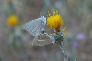 okgzl Anadolu Beyaz (Polyommatus menalcas)