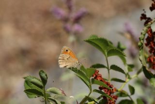 Kk Zpzp Perisi (Coenonympha pamphilus)