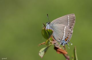Gzel Sevbeni (Satyrium spini)