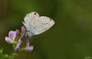 Fransz Everesi (Cupido alcetas)