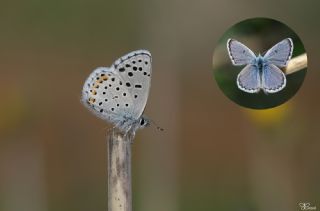 Himalaya Mavisi (Pseudophilotes vicrama)