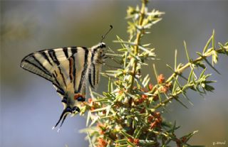 Erik Krlangkuyruk (Iphiclides podalirius)