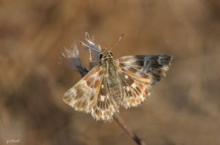 ark Zpzp (Carcharodus orientalis)