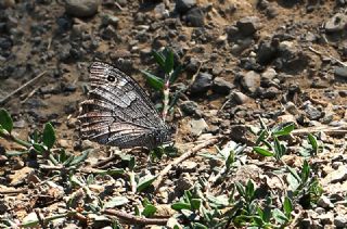 Aa Karamelei (Hipparchia statilinus)